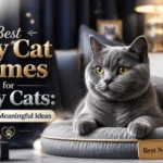 Best Boy Cat Names for Grey Cats: Unique & Meaningful Ideas