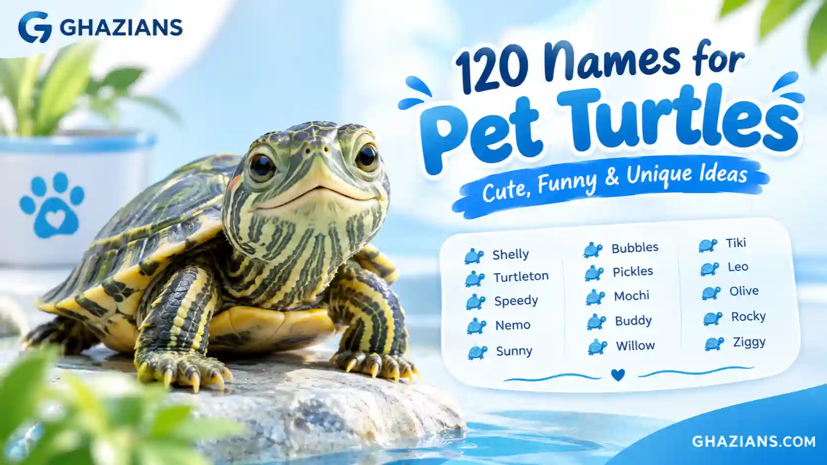 120 Names for Pet Turtles: Cute, Funny & Unique Ideas